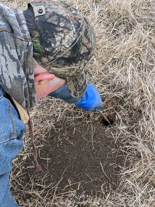 digging hole for trap