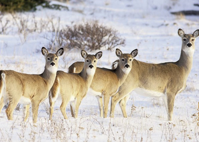 doe with 3 fawns