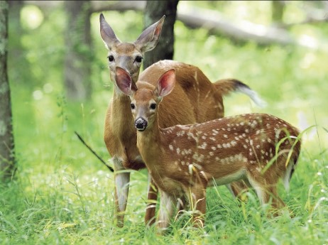 doe and fawn