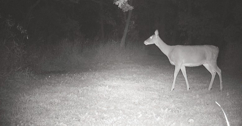 doe on camera