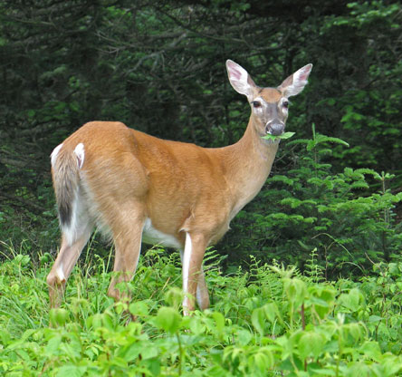 doe eating leaves