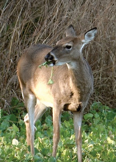 doe eating