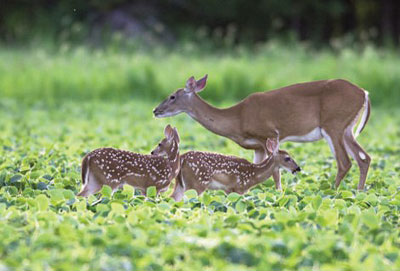 doe with fawns