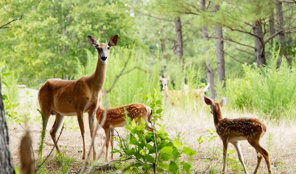 doe with fawns