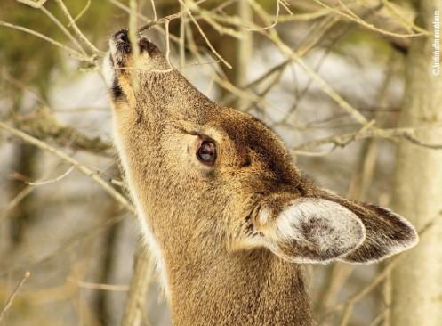 doe in winter