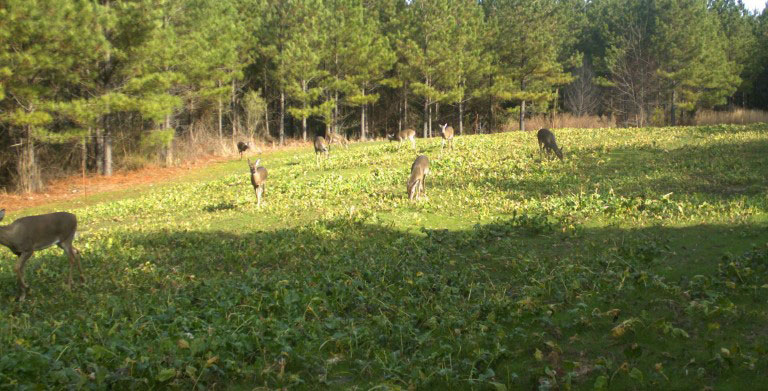 doe in food plot