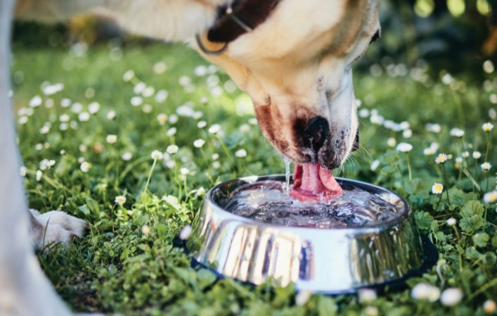 dog drinking water