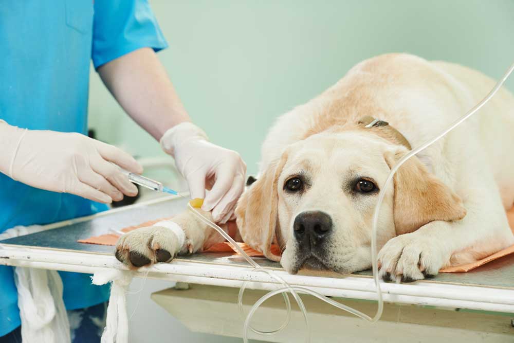 dog getting IV