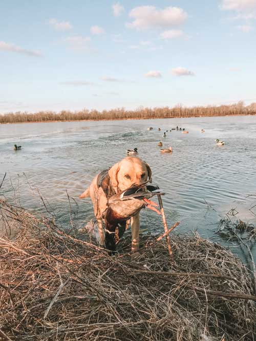 dog retrieving duck