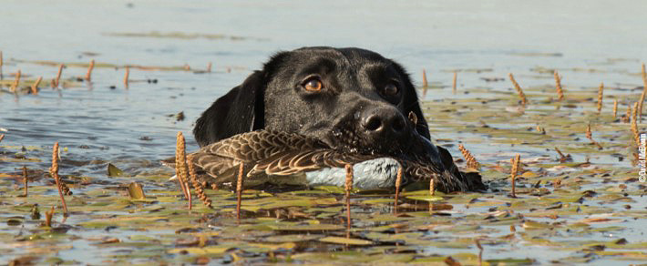 dog retrieving