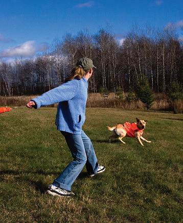 dog training