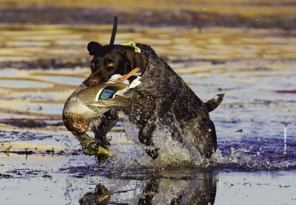 dog retrieving duck