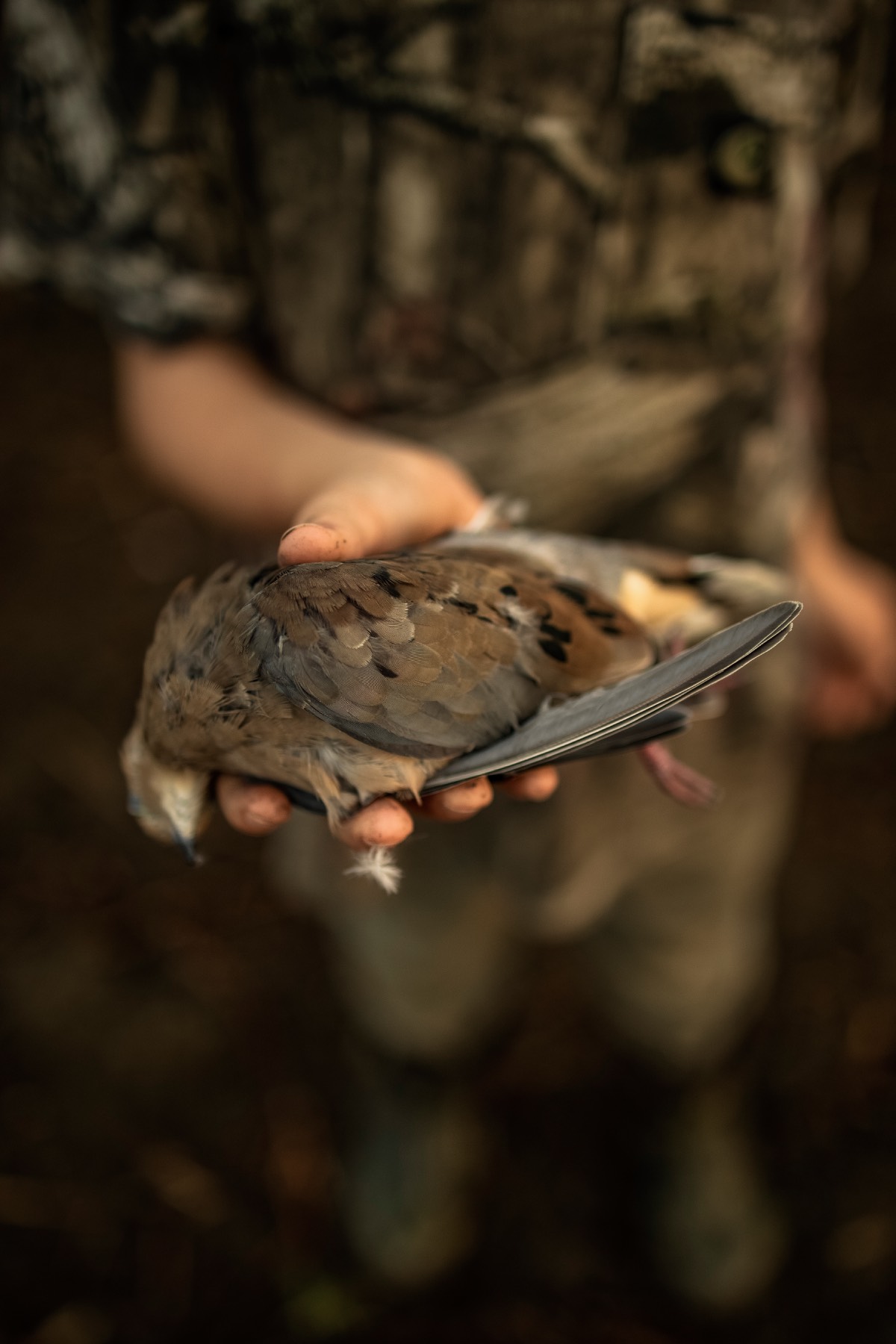 a dove in hand