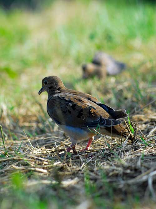 dove in fielde