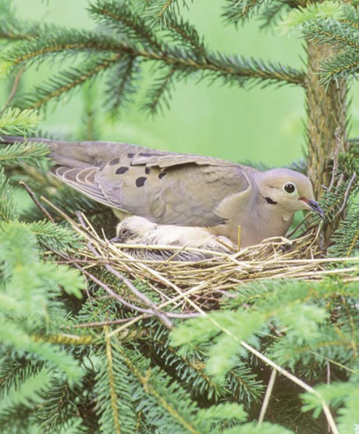 dove nest