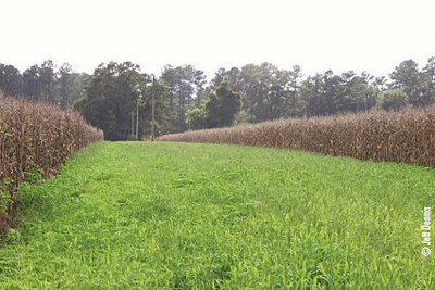 dove plot before