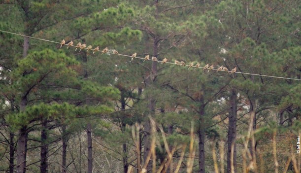 doves on a wire