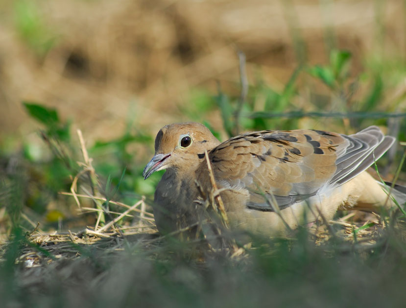 dove