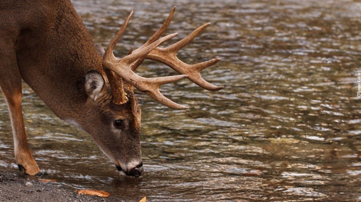 drinking deer