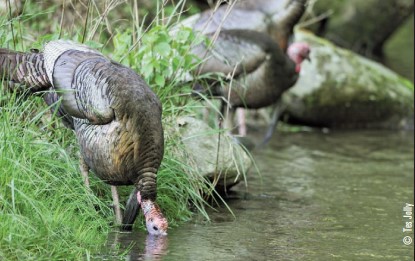 drinking turkeys