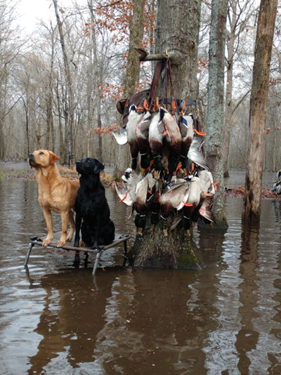 dog duck hunting