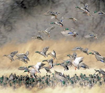 duck flock