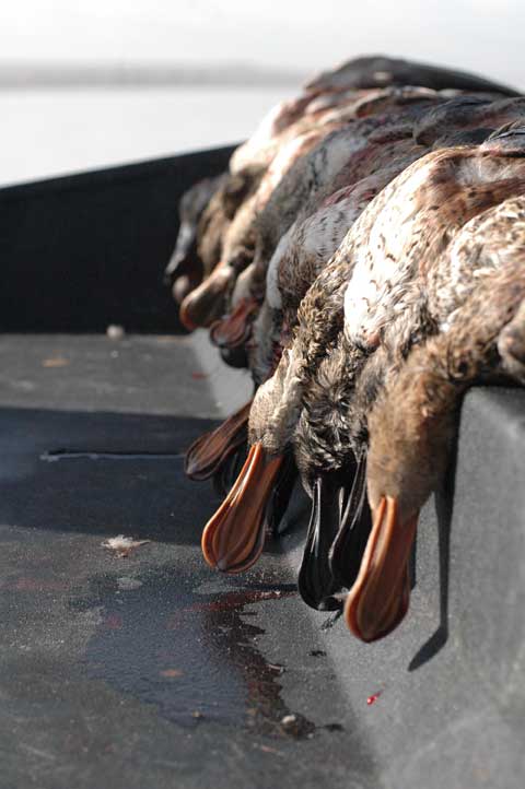 duck limit