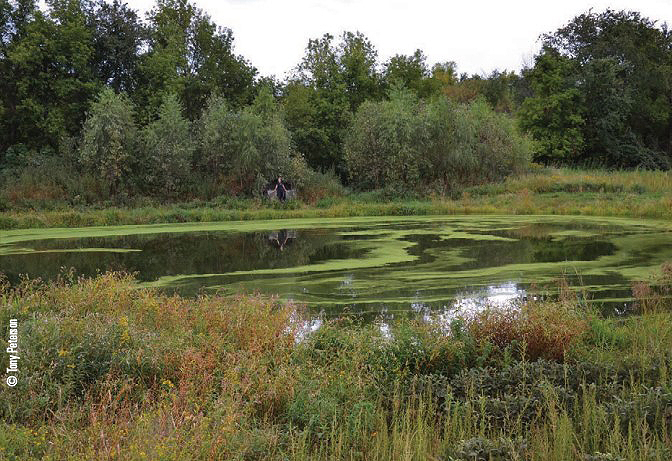 duck pond