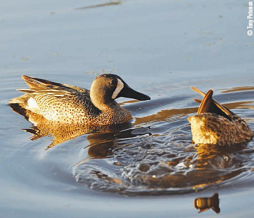 diving ducks