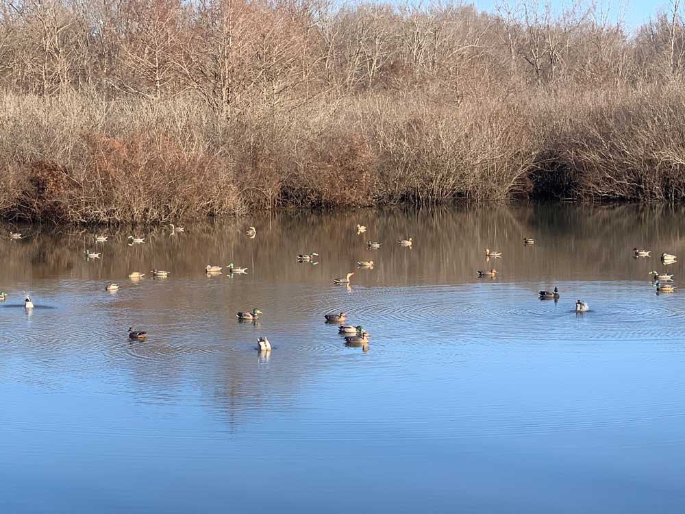 ducks on the water