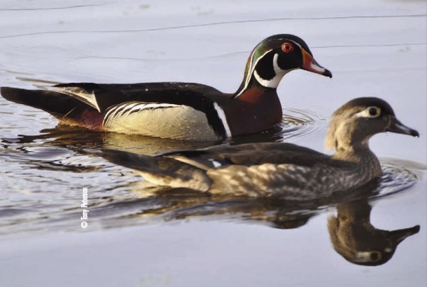 wood ducks