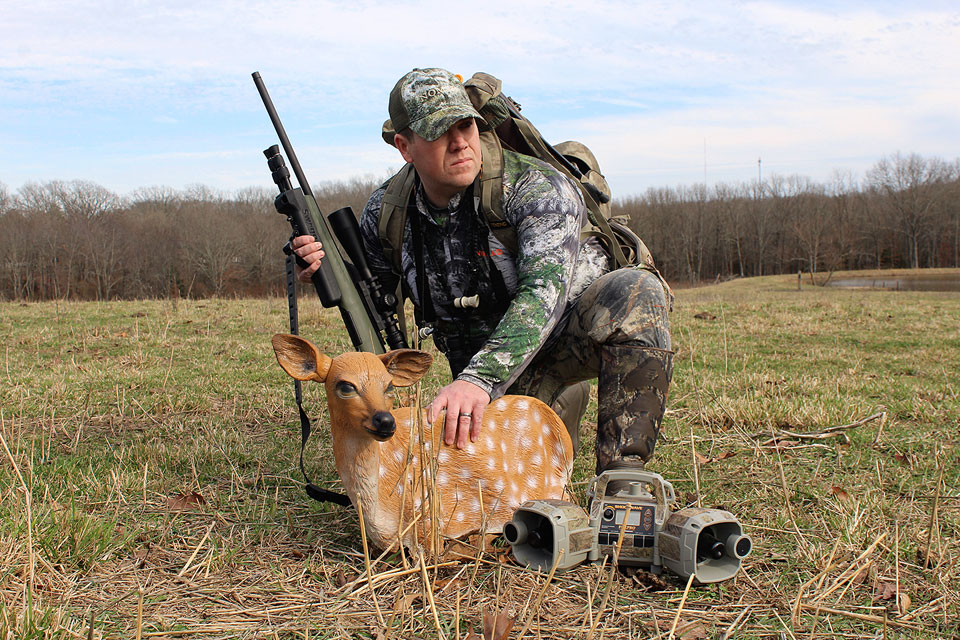 hunting coyote with fawn decoy