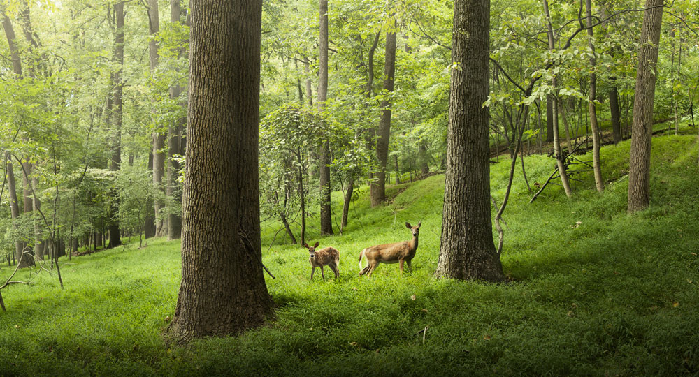 doe and fawn