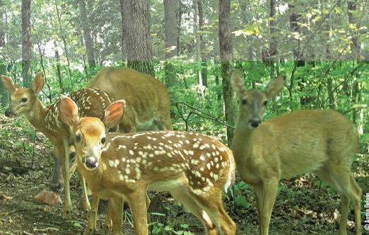 fawns