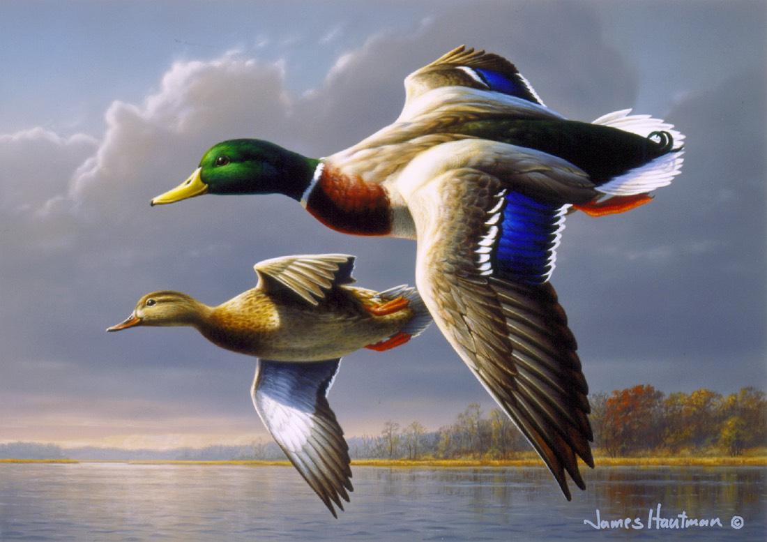 two mallards fly in the sky