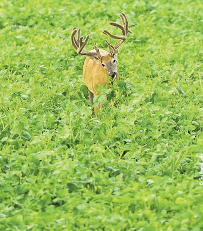 feeding buck