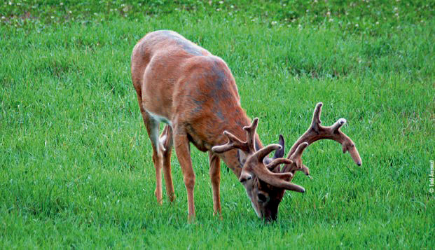 feeding buck