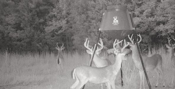 bucks at feed site