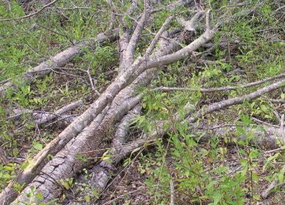 felled trees