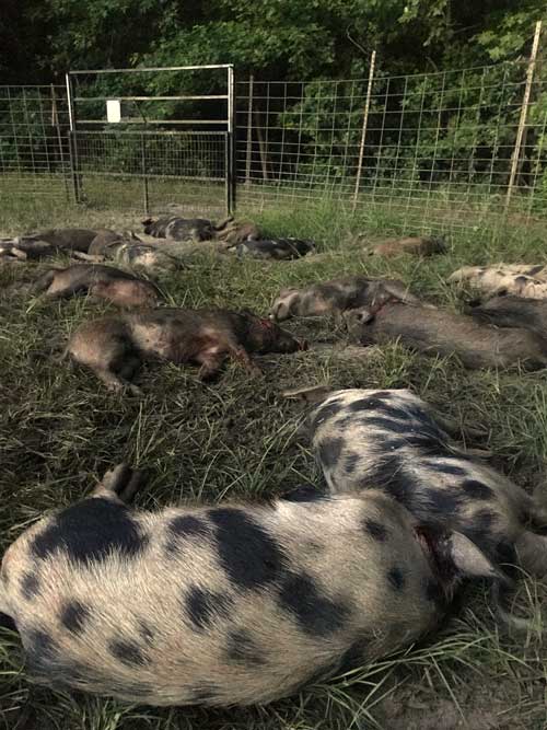 feral hogs in trap