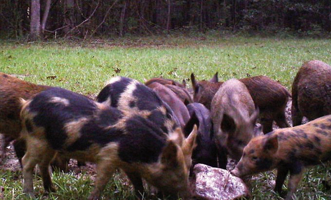 feral pigs