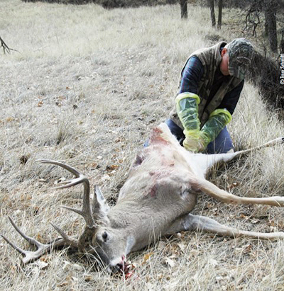 field dressing deer