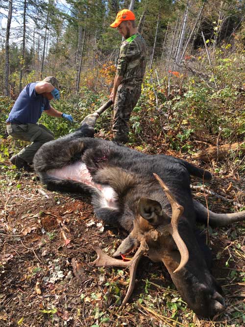 field dressing a moose