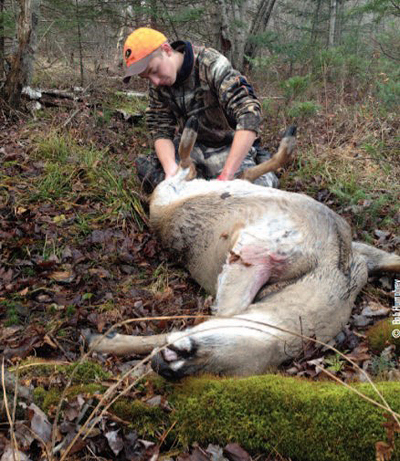 field dressing deer