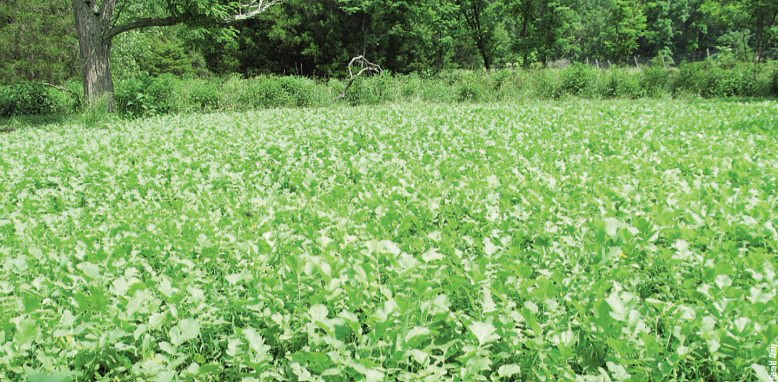 field of radishes