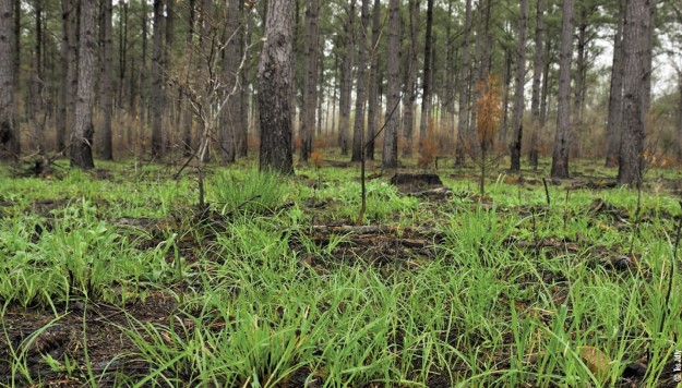 greenery after fire