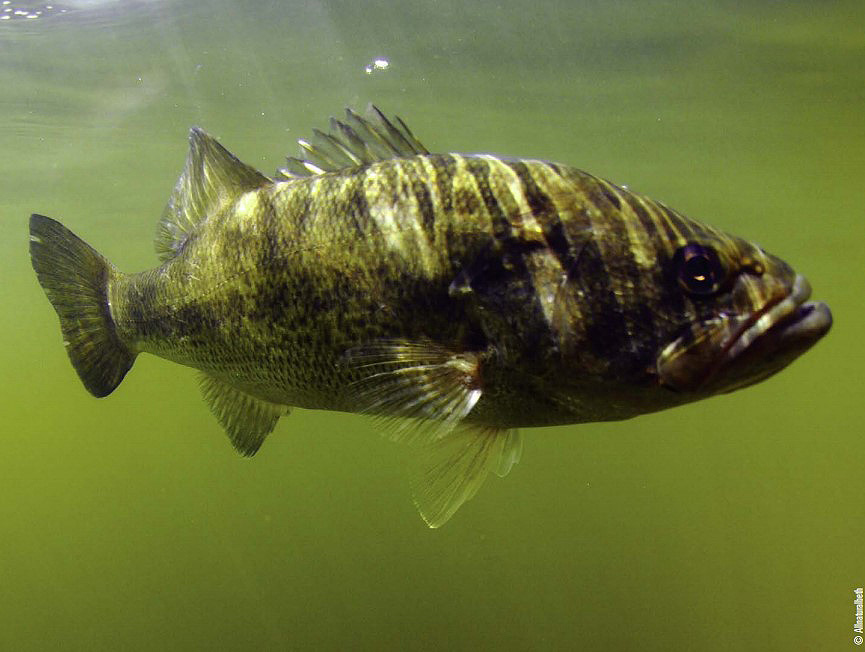 fish under water