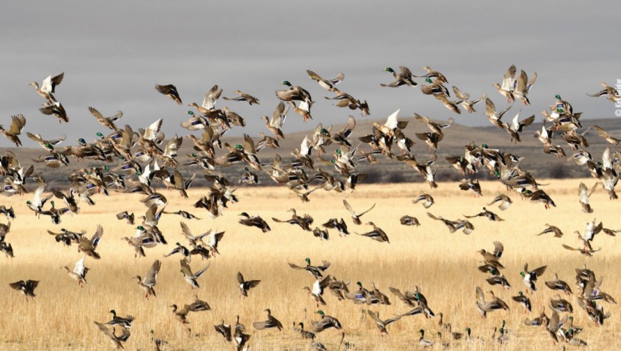 flock of ducks