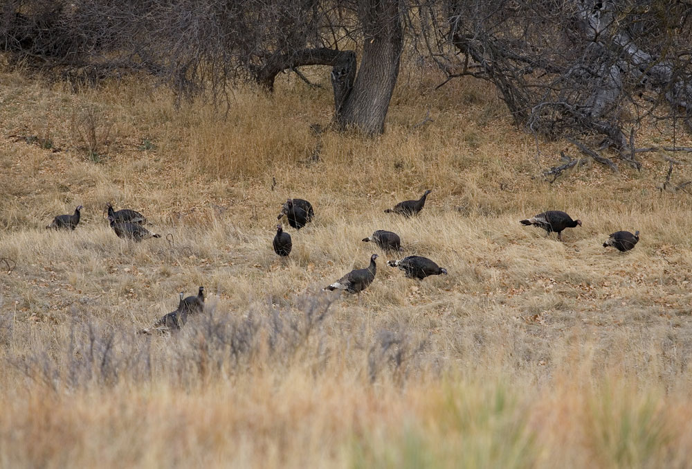flock of wild turkeys