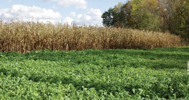 food plot for deer